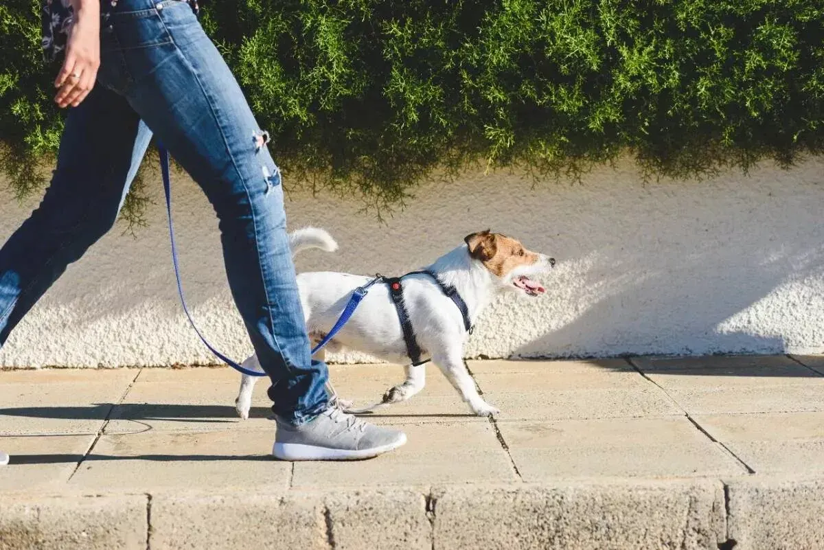 A person walking their dog. 